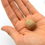 Noix entre 2 et 3 cm de diamètre