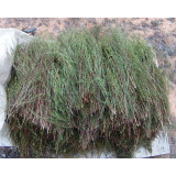 Rooibos vert Bio
