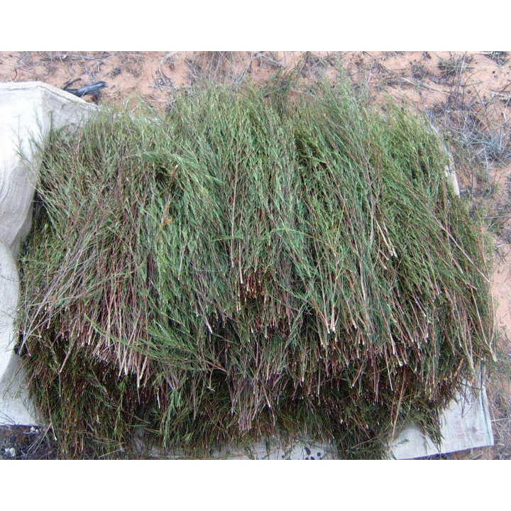 Rooibos vert Bio