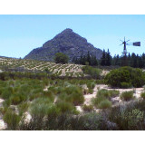 Rooibos vert Bio nature