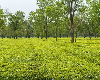 visite assam inde Nicolas